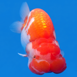 test1